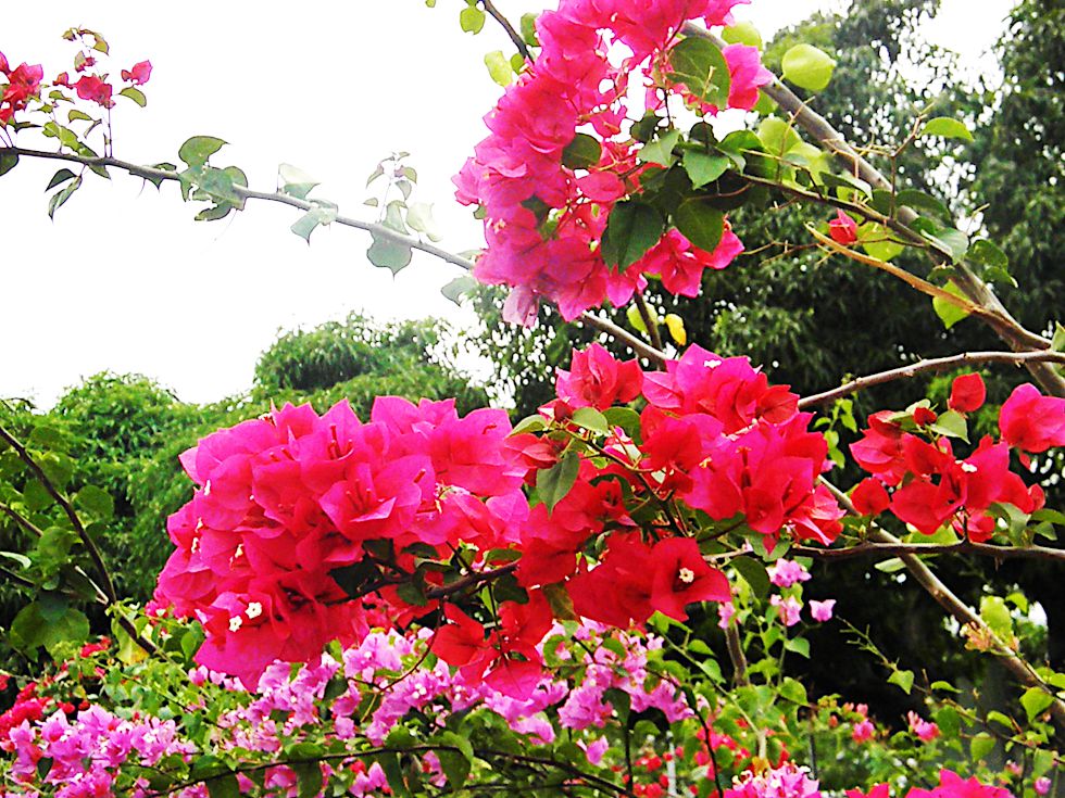 Orla do Taumaan boa-vista, roraima