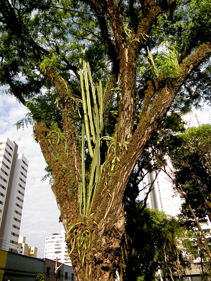 Verde em Londrina verde_em_londrina