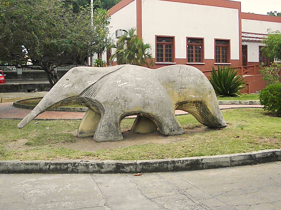 Tamanduá boa-vista, roraima